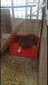 intens - 0001 rate lesesti matca 2018