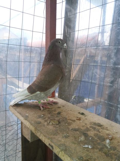  - Porumbei standard arginti