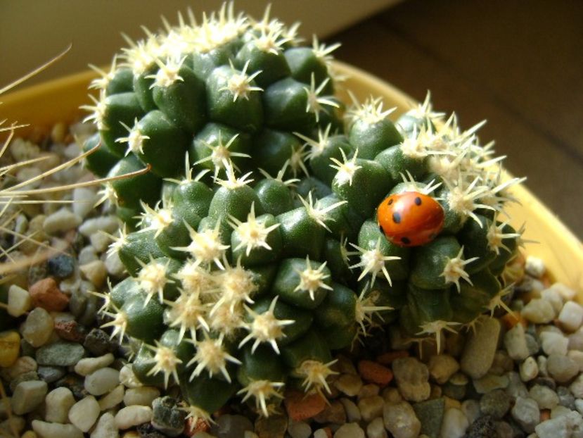 Echinocactus grusonii v. brevispinus - Cactusi 2018