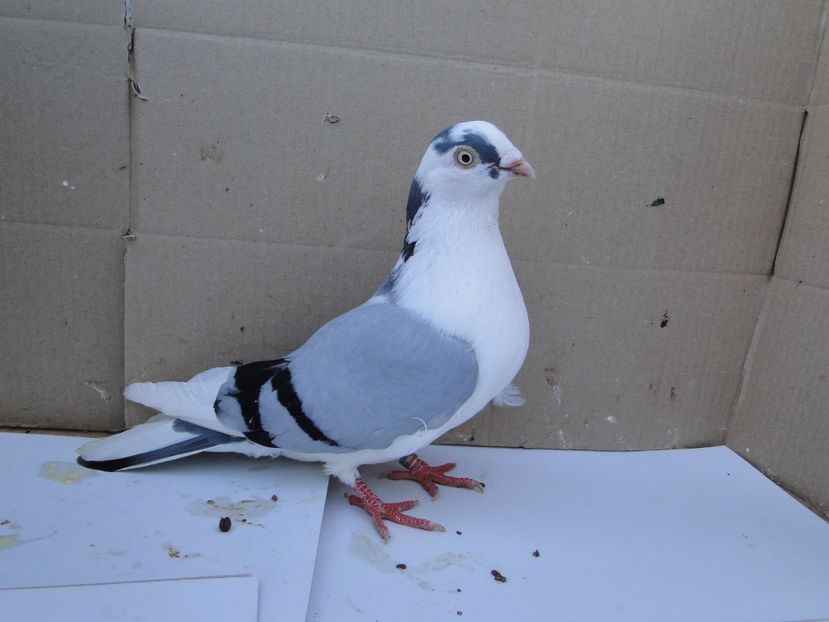 M 2017_00159 - arhiva_porumbei dragi mie