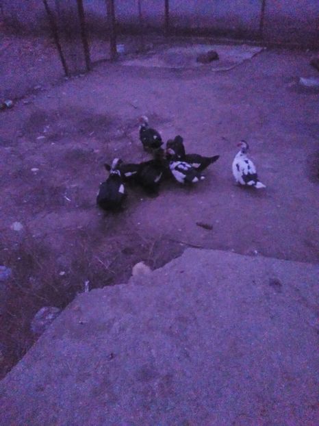 P_20180114_172637 - Rate lesesti