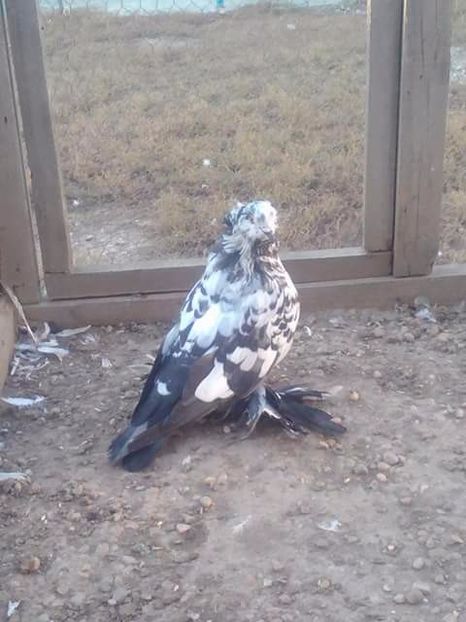 Mascul - URIAS MAGHIAR PT 2018