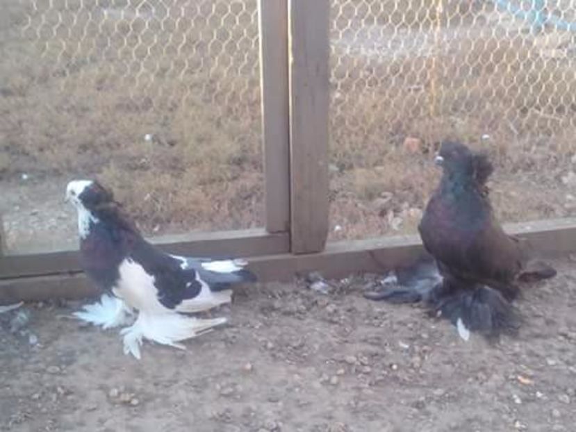 Pereche - URIAS MAGHIAR PT 2018