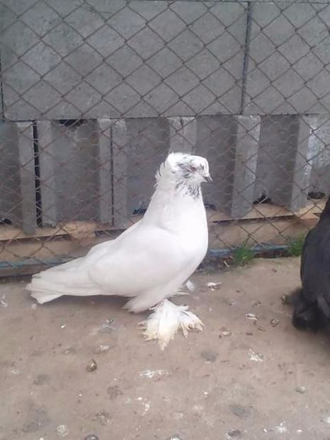 Femela - URIAS MAGHIAR PT 2018