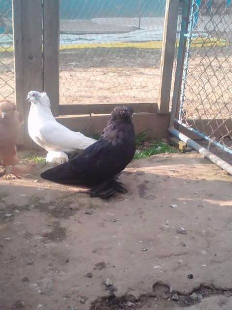 Pereche - URIAS MAGHIAR PT 2018