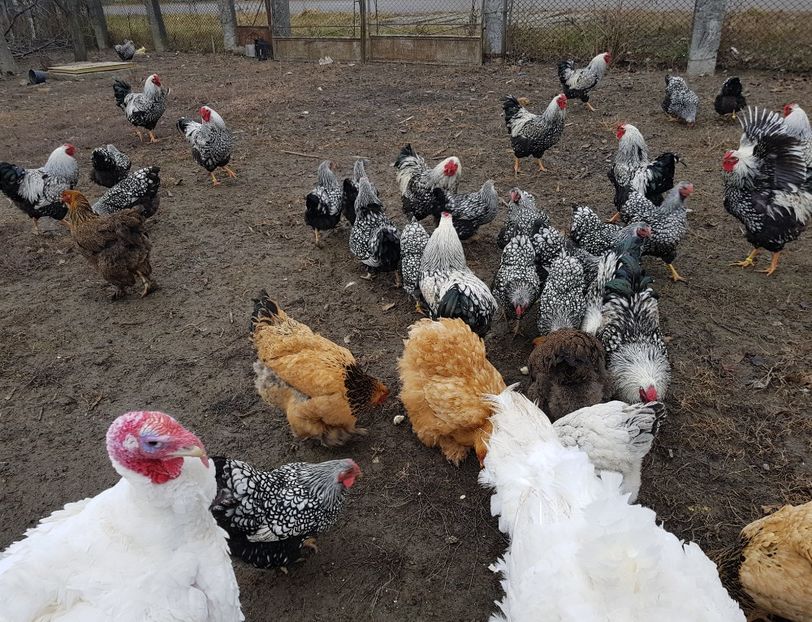  - Wyandotte argintiu