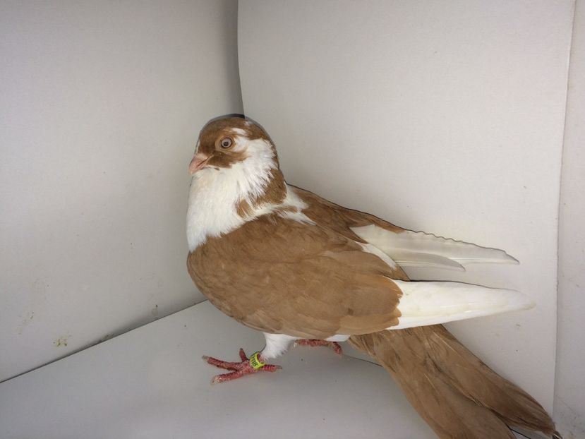 femelă  2017_2 - achiziții 2018