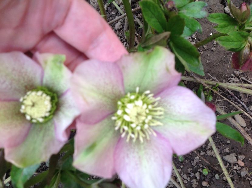  - Spanz Helleborus