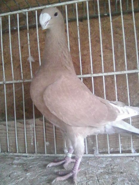 f 2015 - femele 2018