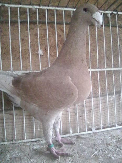 f 2013 ro - femele 2018