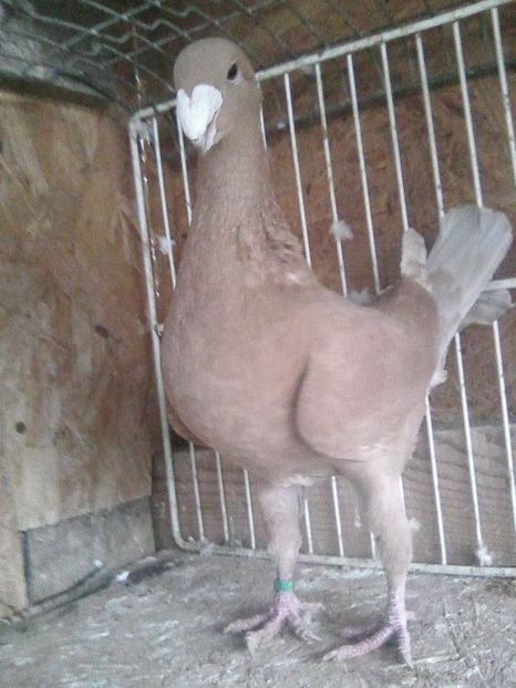 f 2013 ro - femele 2018