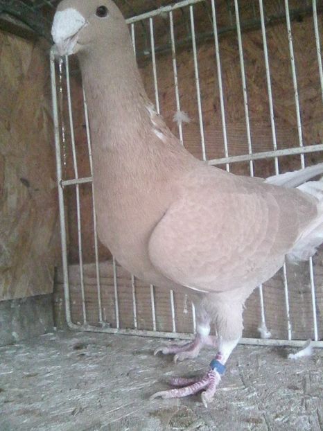 f 2015 - femele 2018