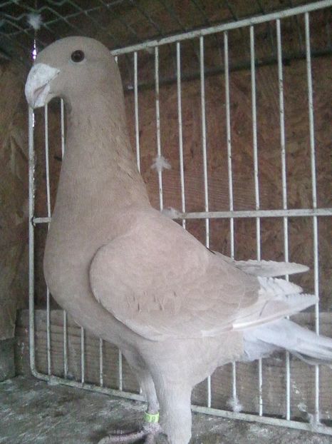 f--2017 - femele 2018