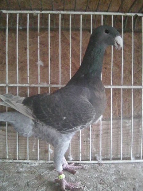 f--2017 - femele 2018