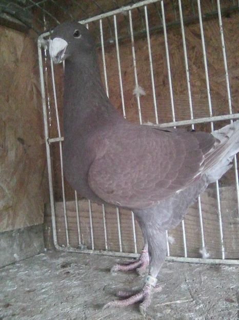 f 2016 ro - femele 2018