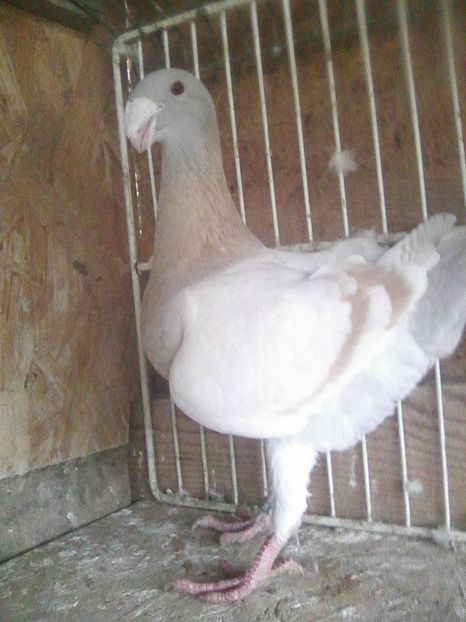 f 2016 ro - femele 2018