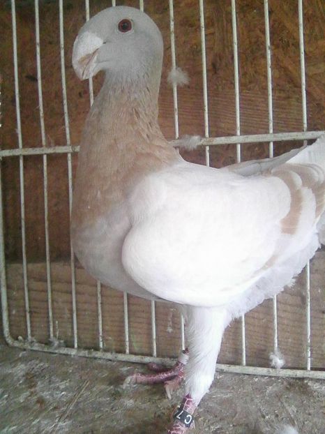 f 2016 ro - femele 2018