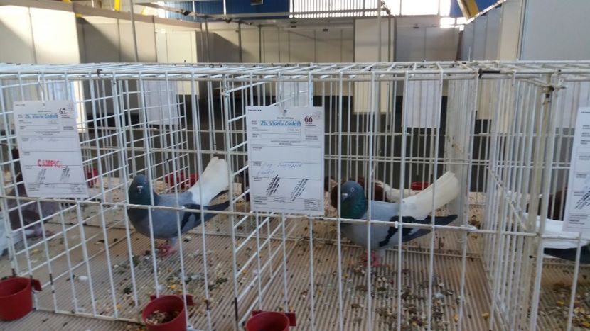  - Zburator vioriu codalb romanesc