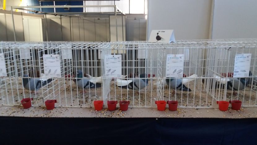  - Zburator vioriu codalb romanesc