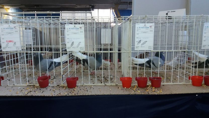  - Zburator vioriu codalb romanesc