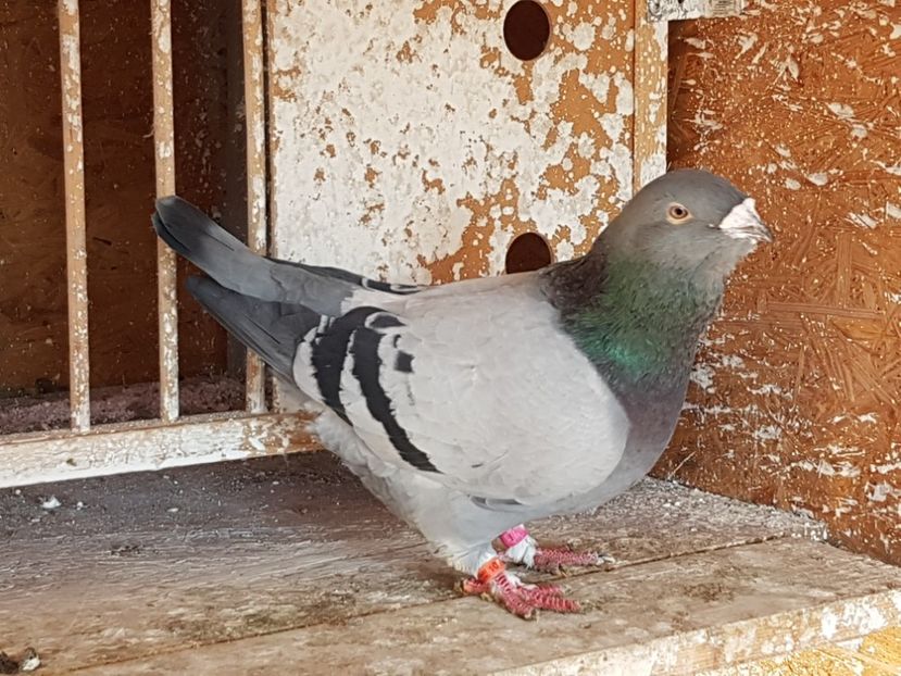 Mascul 2016 rezervat - amintiri