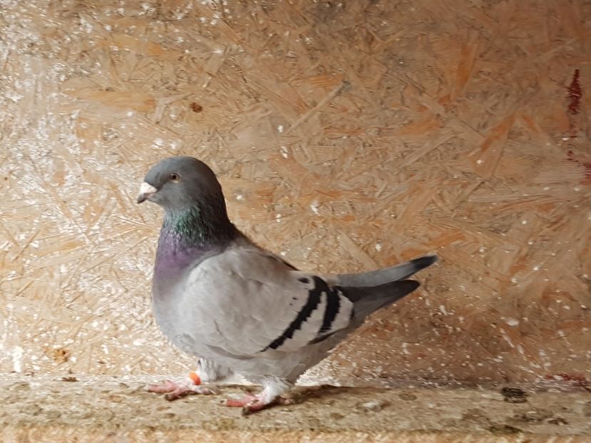 Femela 2016 rezervată - amintiri