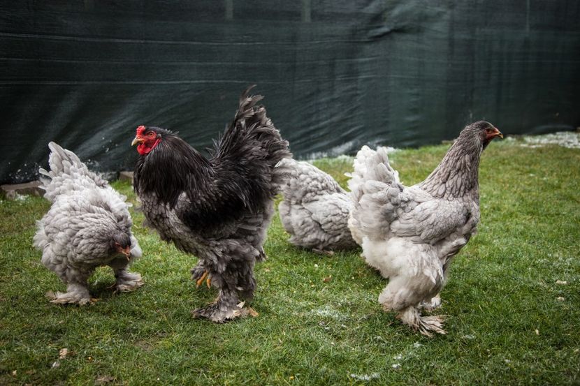 Image051 - Copy - 0 Brahma albastru matca pt anul 2021