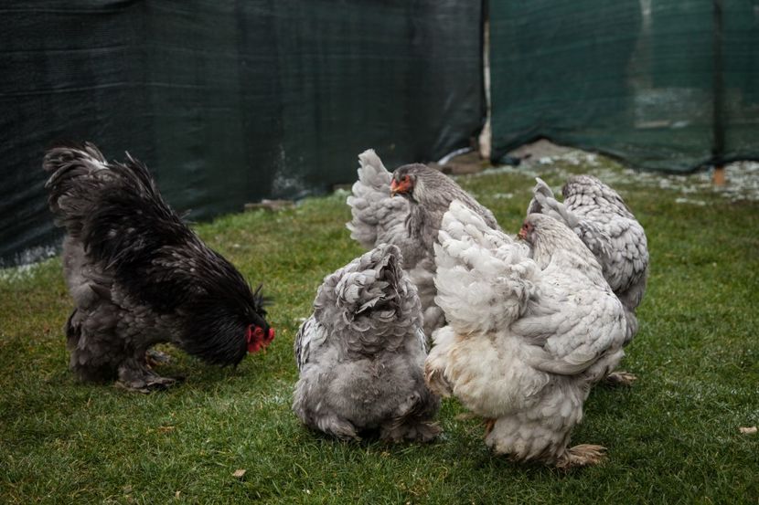 Image053 - Copy - 0 Brahma albastru matca pt anul 2021