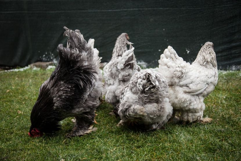 Image071 - Copy - 0 Brahma albastru matca pt anul 2021