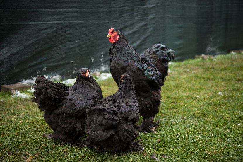 Image127 - 0 Brahma negru matca pt anul 2021