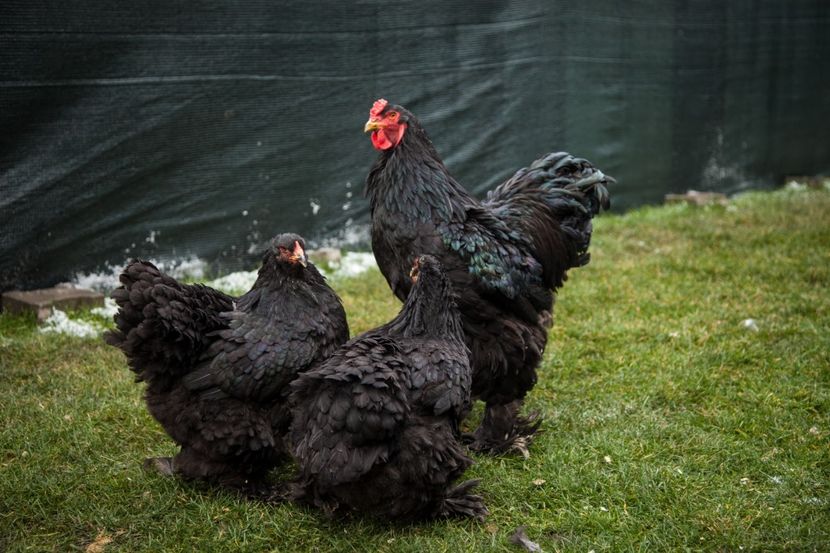 Image128 - 0 Brahma negru matca pt anul 2021