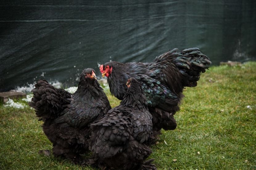 Image130 - 0 Brahma negru matca pt anul 2021