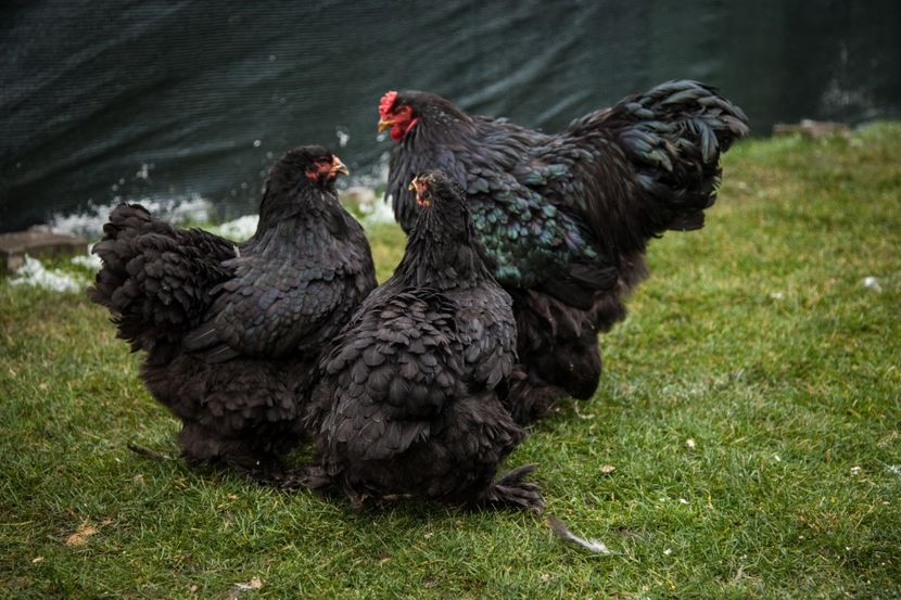 Image131 - 0 Brahma negru matca pt anul 2021