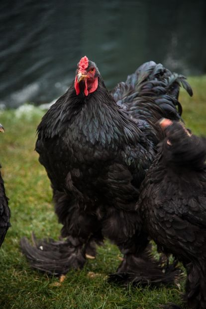 Image134 - 0 Brahma negru matca pt anul 2021