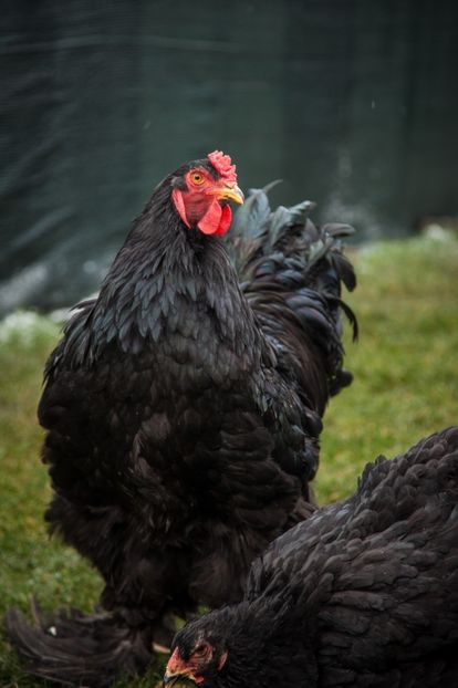 Image136 - 0 Brahma negru matca pt anul 2021