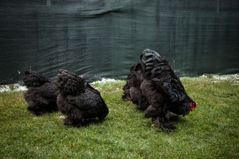 Image155 - 0 Brahma negru matca pt anul 2021