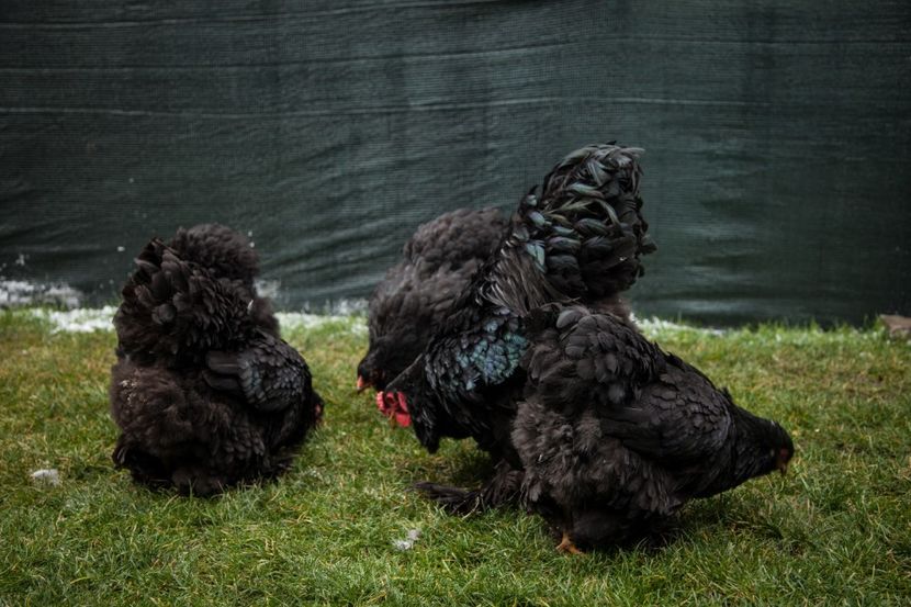 Image160 - 0 Brahma negru matca pt anul 2021