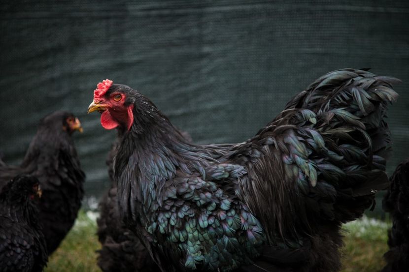 Image162 - 0 Brahma negru matca pt anul 2021