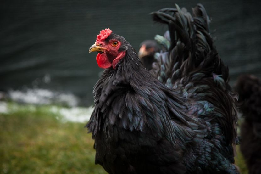 Image169 - 0 Brahma negru matca pt anul 2021