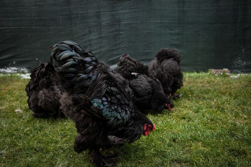 Image174 - 0 Brahma negru matca pt anul 2021