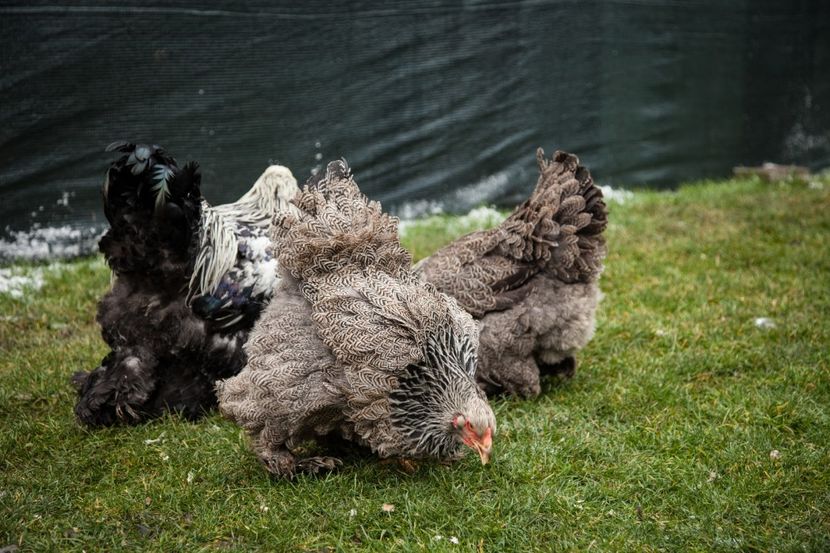 Image176 - Brahma herminat inchis matca pt anul 2020