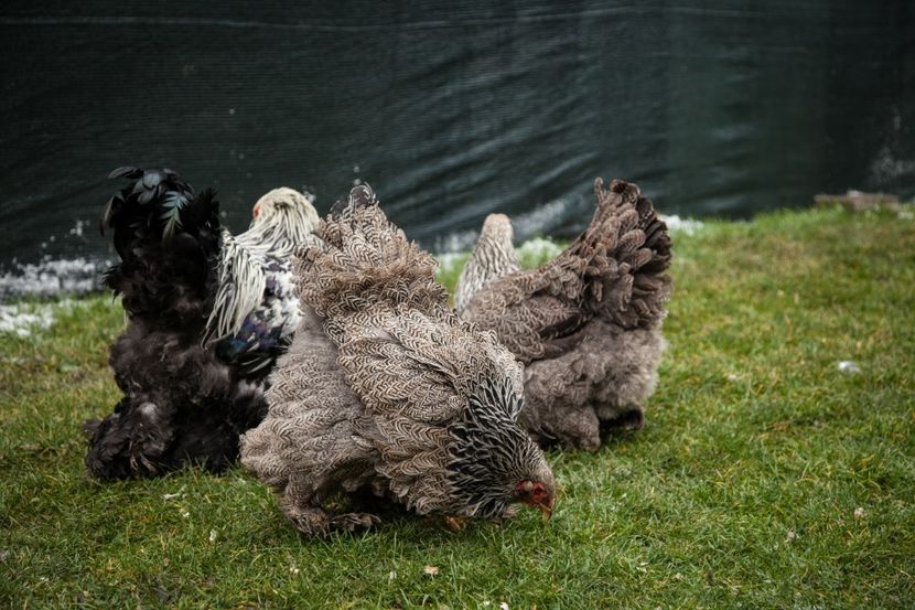 Image177 - Brahma herminat inchis matca pt anul 2020