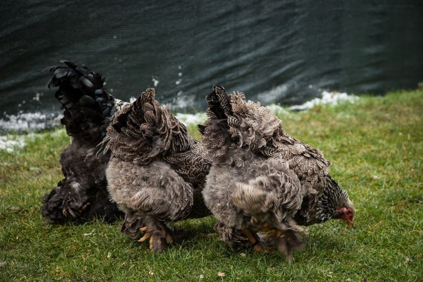 Image181 - Brahma herminat inchis matca pt anul 2020