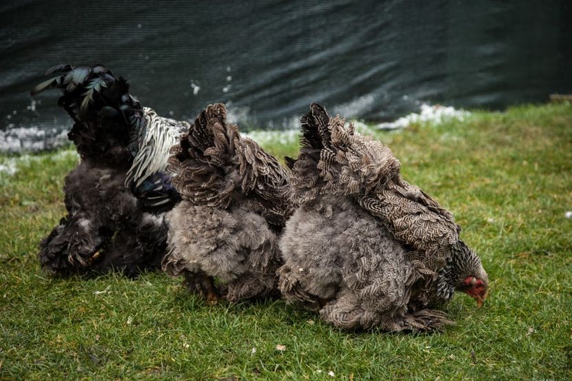 Image182 - Brahma herminat inchis matca pt anul 2020