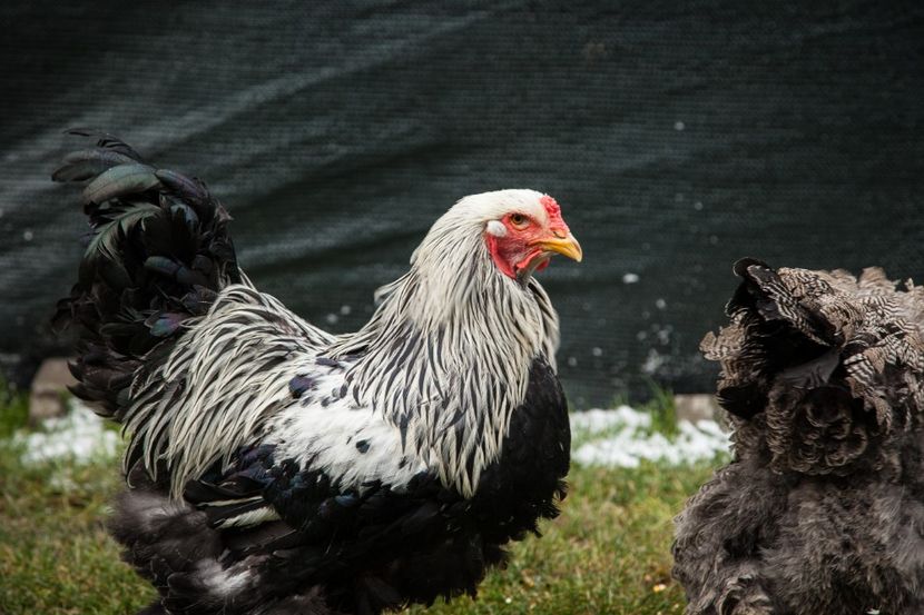 Image183 - Brahma herminat inchis matca pt anul 2020