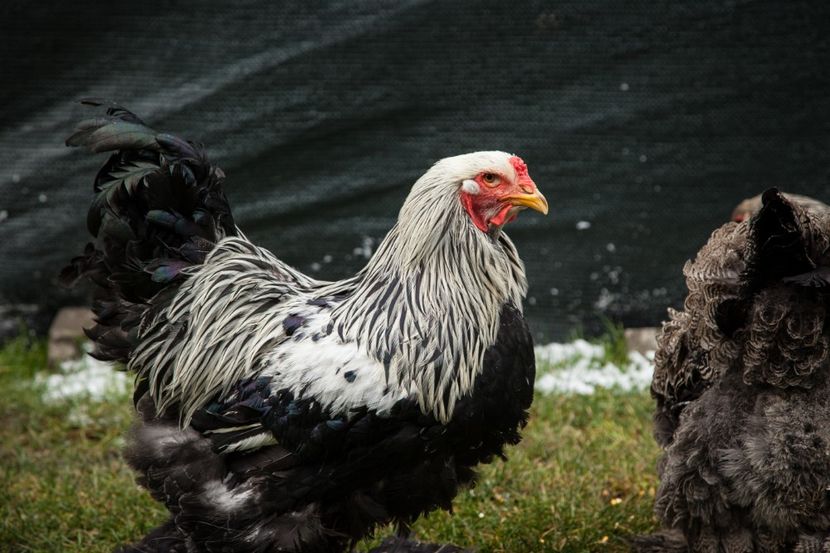 Image184 - Brahma herminat inchis matca pt anul 2020