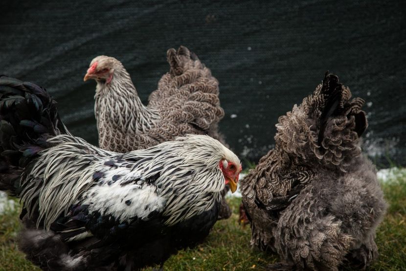 Image188 - Brahma herminat inchis matca pt anul 2020