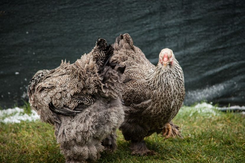 Image193 - Brahma herminat inchis matca pt anul 2020