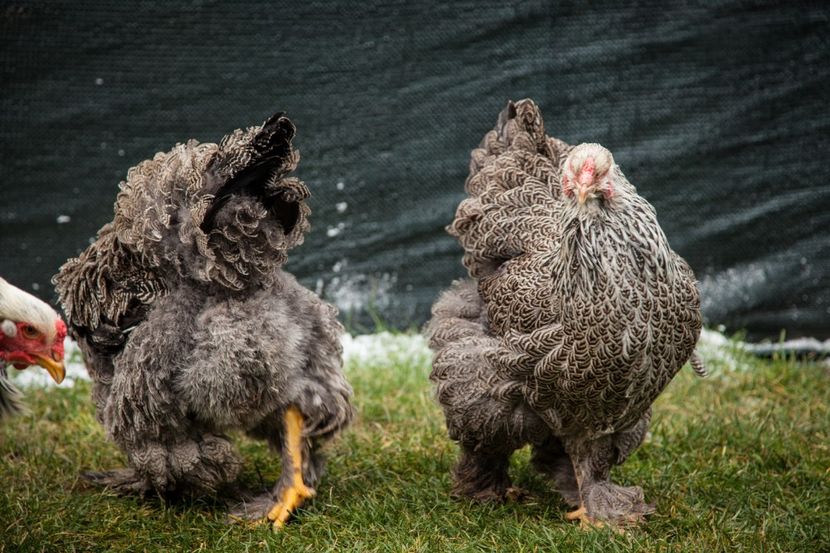 Image194 - Brahma herminat inchis matca pt anul 2020