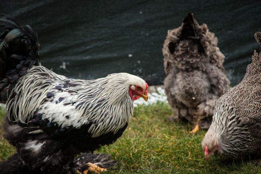 Image199 - Brahma herminat inchis matca pt anul 2020